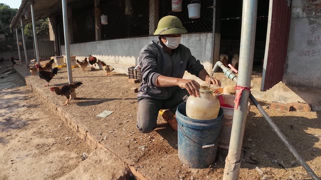 Collecting Eggs At The Chicken Farm