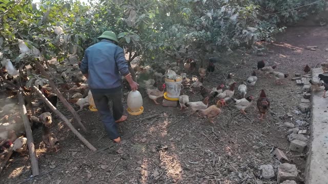 Chicken Farm Feed Storage