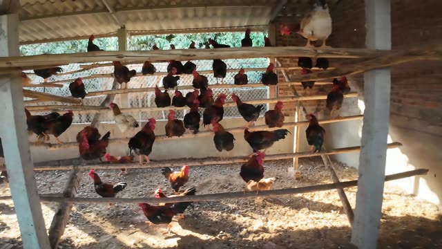 Free-Range Chickens In The Barn