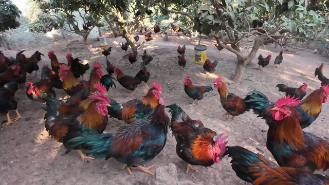 Hens In The Poultry Farm