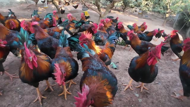 Chicken Farm Feed Storage