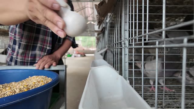 Feeding Pigeons At The Coop
