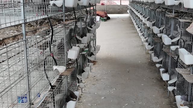 Pigeons In Farm Cages