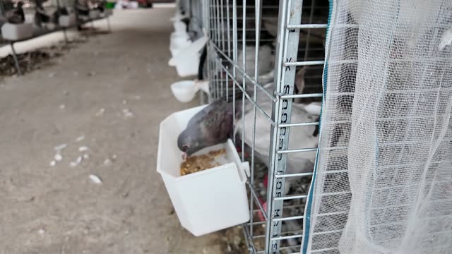 Pigeon Coop With Cages