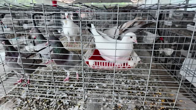 Feeding Pigeons At The Coop