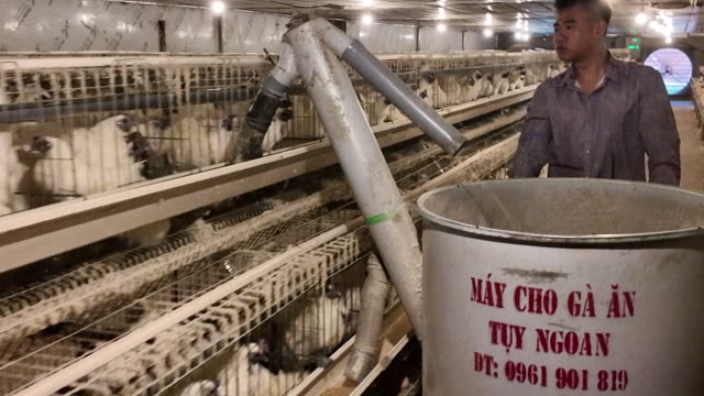 Inside A Chicken Farm Coop