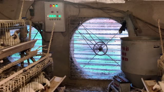 Inside A Chicken Farm Coop