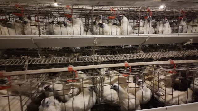 Inside A Chicken Farm Coop