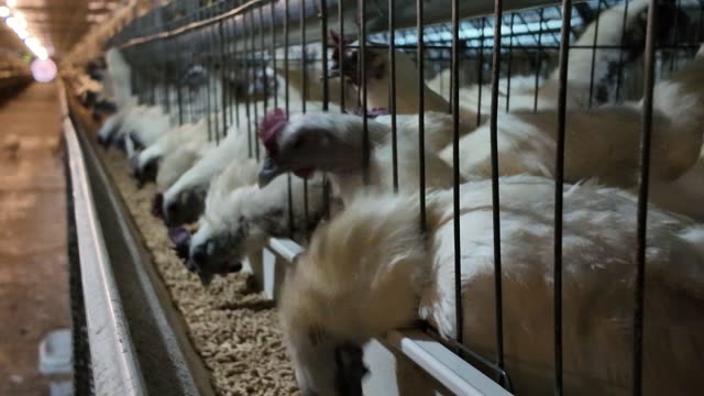 Free-Range Chickens In The Barn