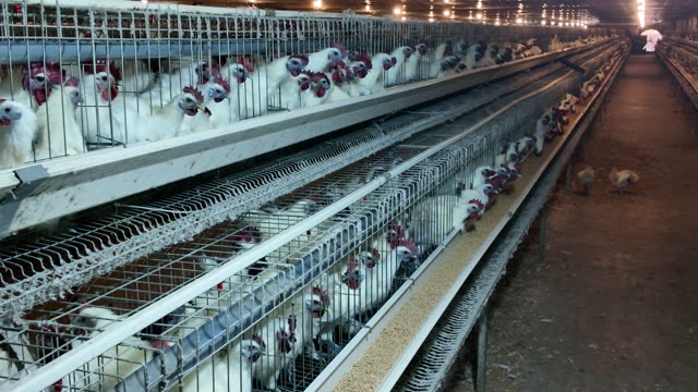 Collecting Eggs At The Chicken Farm