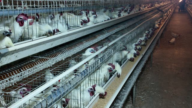Chicken Farm Feed Storage