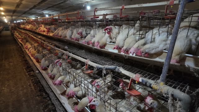 Hens In The Poultry Farm