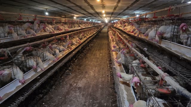 Inside A Chicken Farm Coop