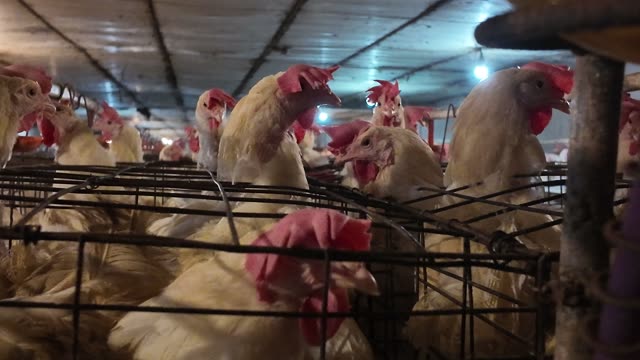 Collecting Eggs At The Chicken Farm