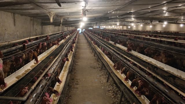Chicken Farm Feed Storage