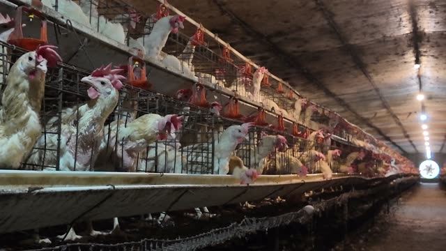 Hens In The Poultry Farm