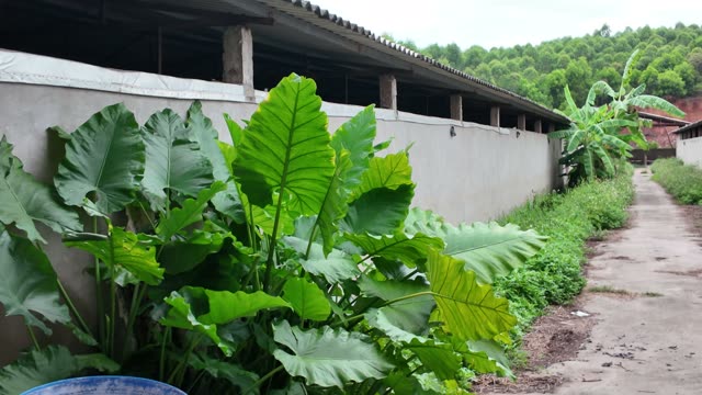 Inside A Chicken Farm Coop