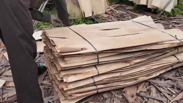Tying Bundle Of Veneer