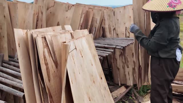 Worker Stacking Veneer To Dry