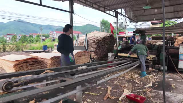 Workers At Veneer Machine