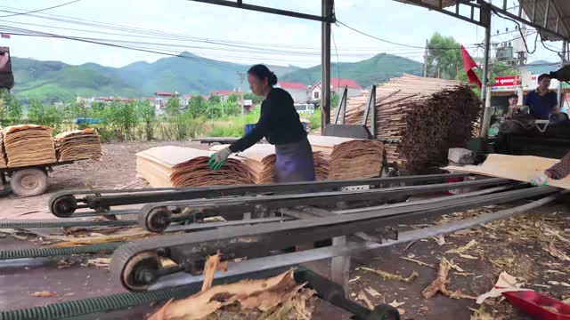 Stacking Veneer On Conveyor