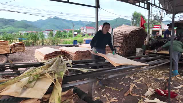 Pulling Veneer From Machine