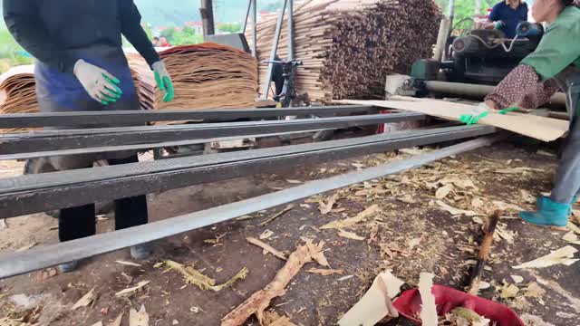 Workers Feeding Veneer Machine