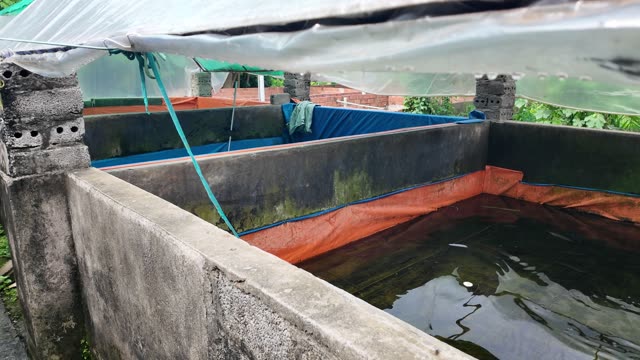 Many Frogs In A Farm Pen