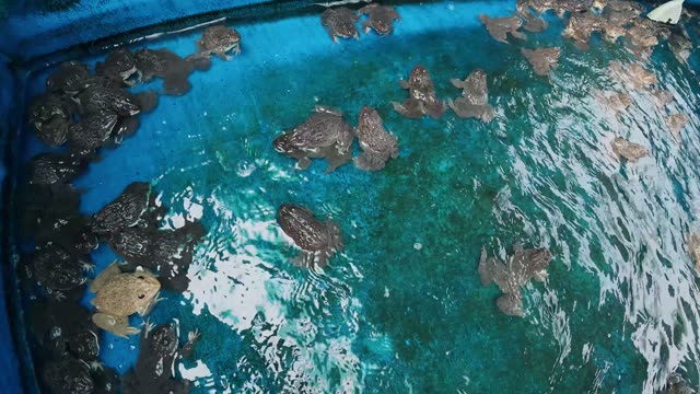 Young Frogs In Nursery Cages