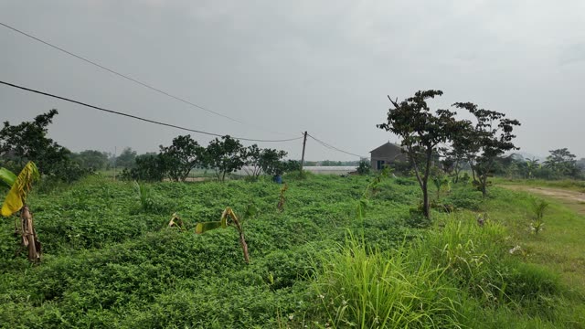 Many Frogs In A Farm Pen