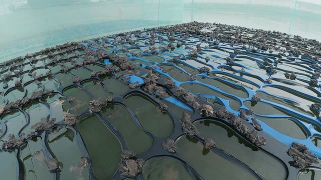 Net-Covered Frog Pond