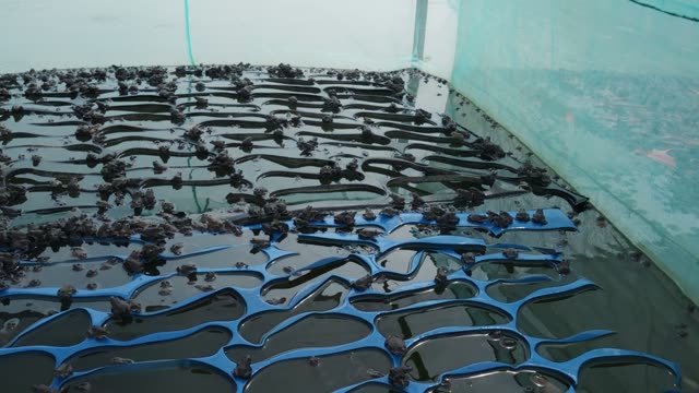 Young Frogs In Nursery Cages