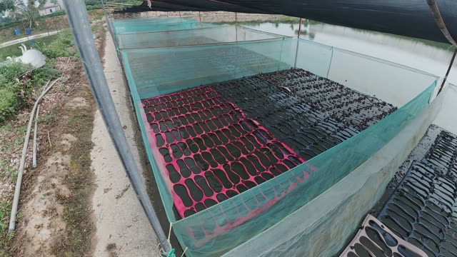 Net-Covered Frog Pond