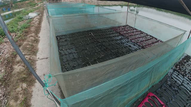Net-Covered Frog Pond
