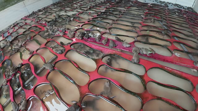 Frog Farm Net Cages