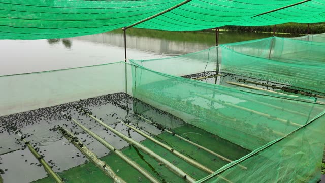 Net-Covered Frog Pond