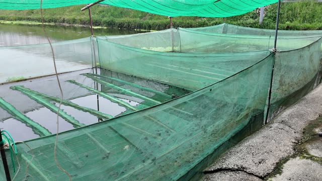 Frog Farm Net Cages