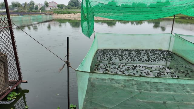 Frog Farm Net Cages