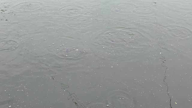 Frogs On Net Rafts