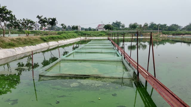 Net-Covered Frog Pond