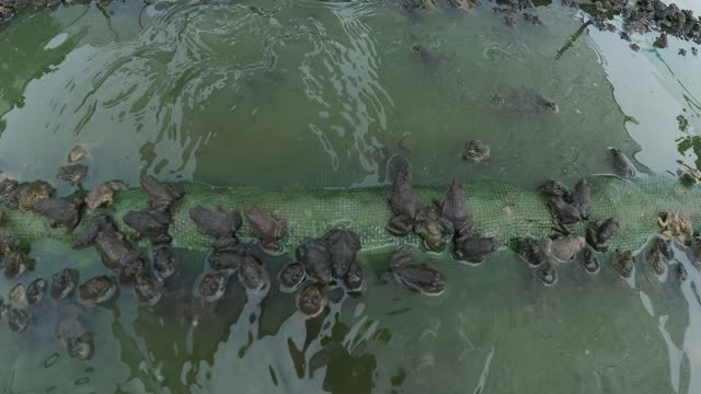 Many Frogs In A Farm Pen