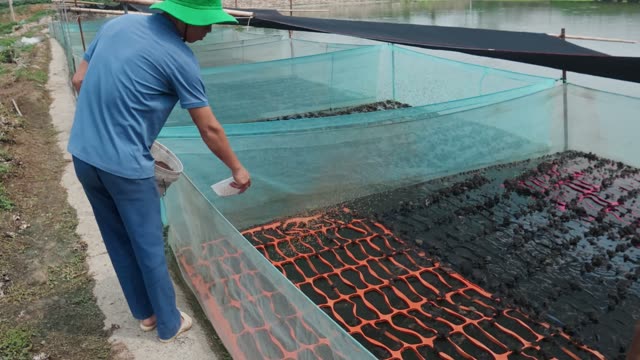 Net-Covered Frog Pond