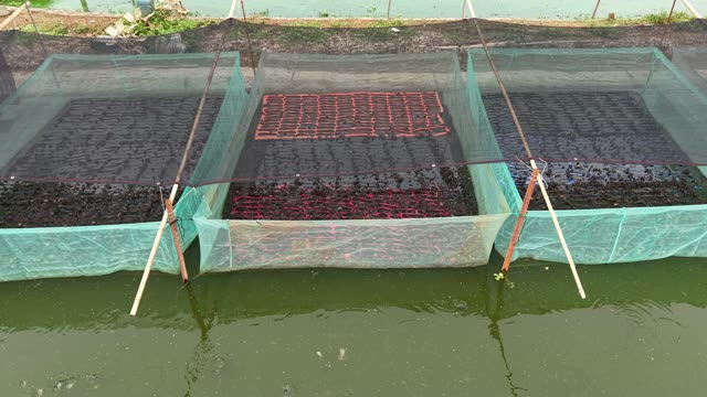 Frogs On Net Rafts