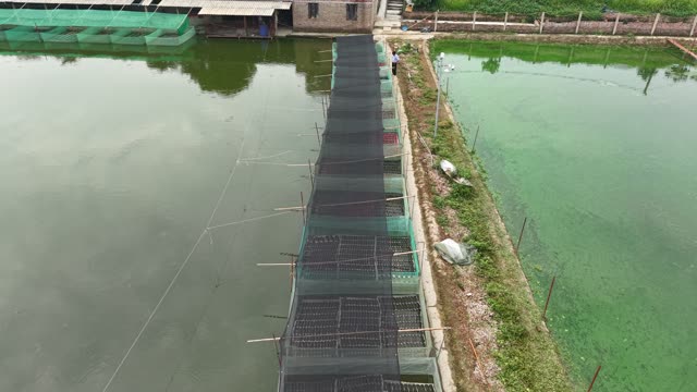 Many Frogs In A Farm Pen