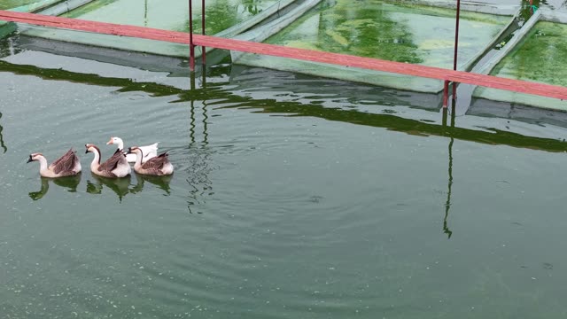Frog Farm Net Cages