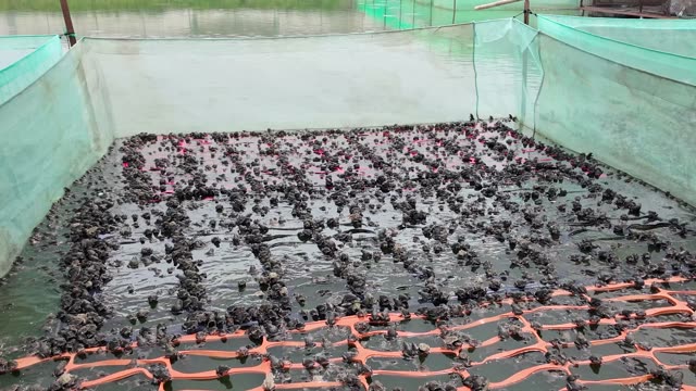 Frogs On Net Rafts