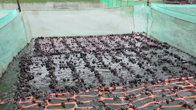 Frogs On Net Rafts