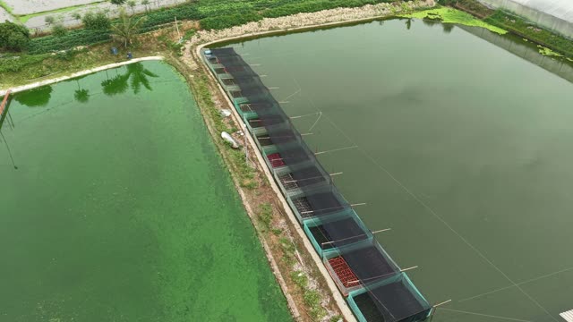 Net-Covered Frog Pond