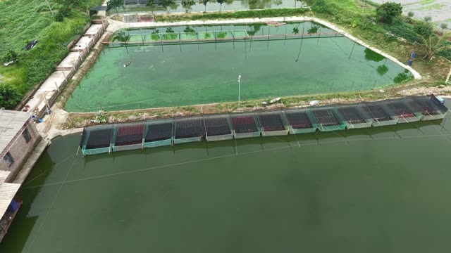 Net-Covered Frog Pond