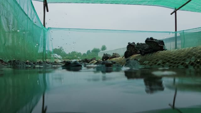 Many Frogs In A Farm Pen
